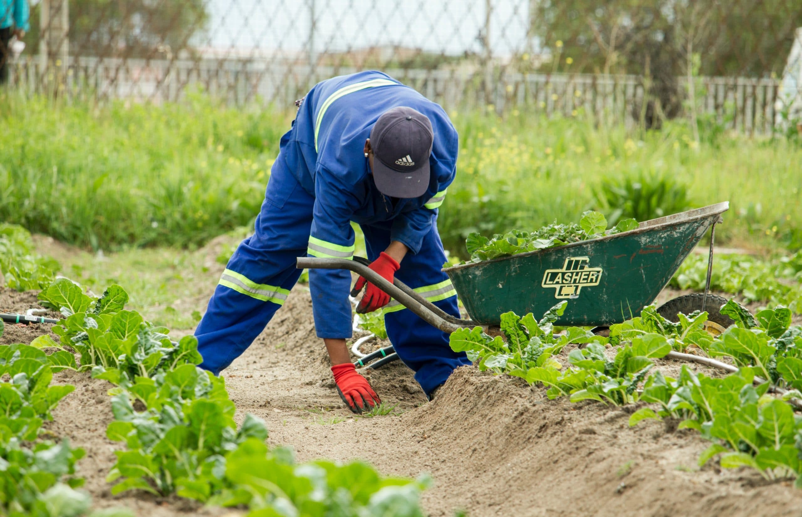 Photo of a Gardener