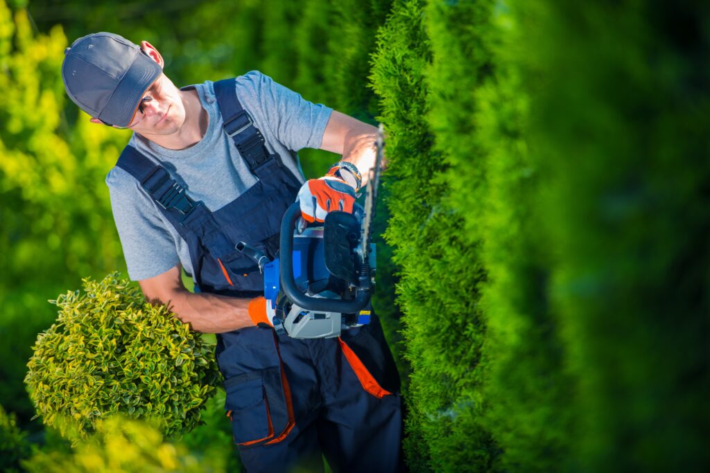 Photo of a Hedge Trimming Specialist