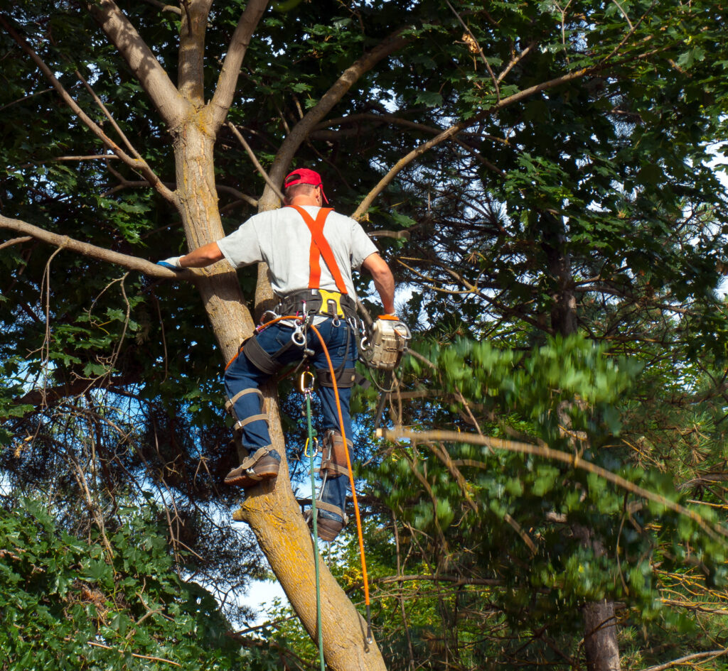 Photo of a Tree Surgeon